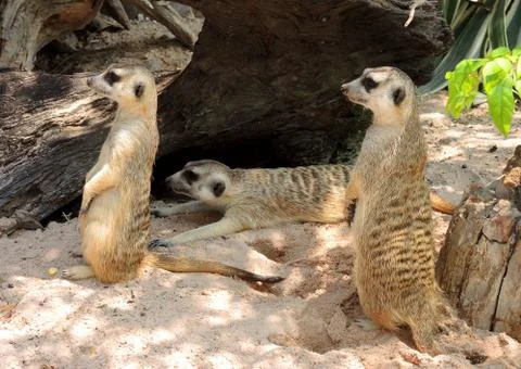 Meerkat or Suricate Stock Photos
