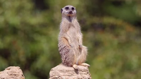 Meerkat or suricate standing Stock Footage 53485746