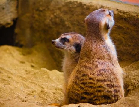 Meerkat pair Фото