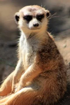 Meerkat Stock Photos