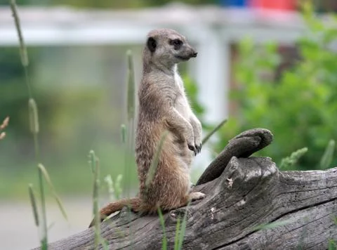 Meerkat Stock Photos