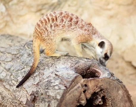 Meerkat Stock Photos