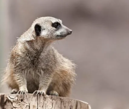 Meerkat Foto stock