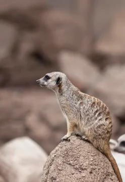 Meerkat Stock Photos