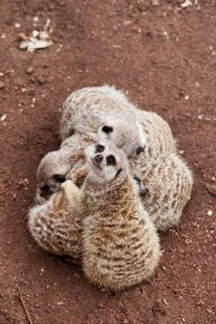 Meerkat Stock Photos