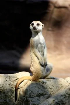Meerkat Stock Photos