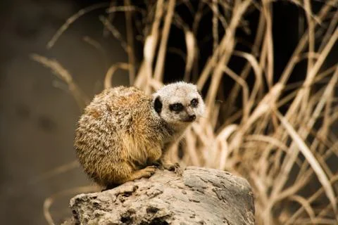 Meerkat Stock Photos