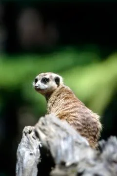 Meerkat Stock Photos