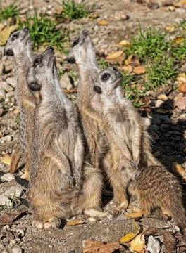 Meerkat Foto stock