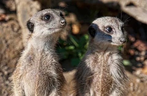 Meerkat Stock Photos