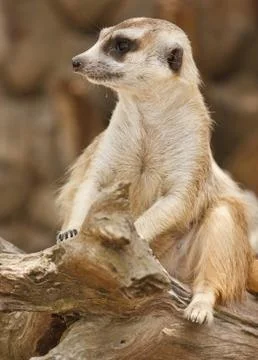 Meerkat Stock Photos