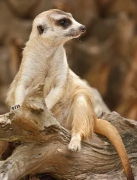 Meerkat Stock Photos