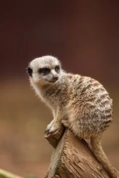 Meerkat 写真素材