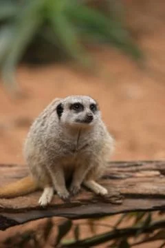 Meerkat 写真素材