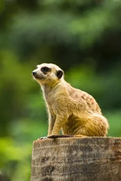 Meerkat Stock Photos