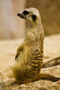 Meerkat Stock Photos