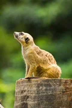 Meerkat Stock Photos