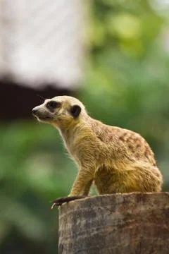 Meerkat Stock Photos