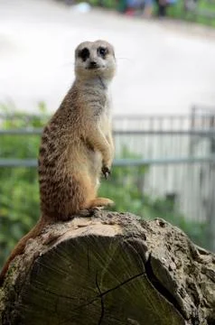 Meerkat Stock Photos