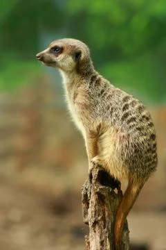 Meerkat Stock Photos