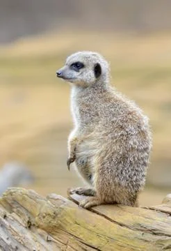 Meerkat Stock Photos