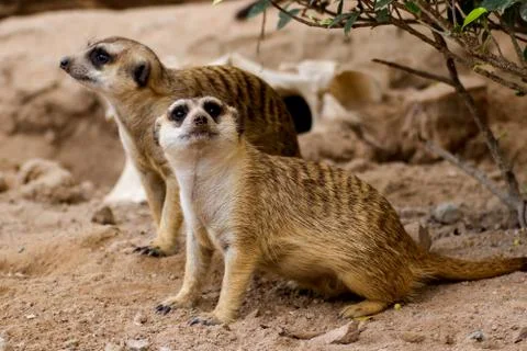 Meerkat Stock Photos