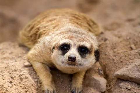 Meerkat Stock Photos