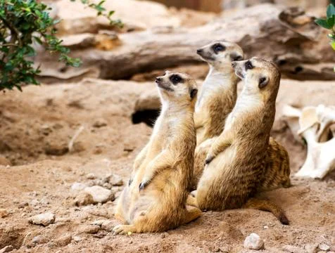 Meerkat Stock Photos