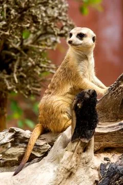 Meerkat Stock Photos