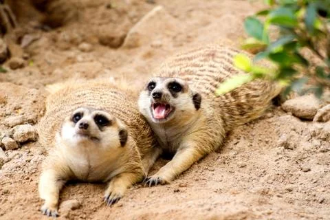 Meerkat Stock Photos