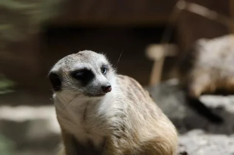 Meerkat Stock-Fotos