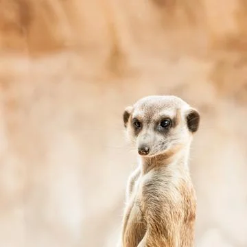 Meerkat Stock Photos