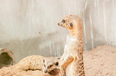 Meerkat Stock Photos
