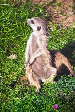 Meerkat Stock Photos