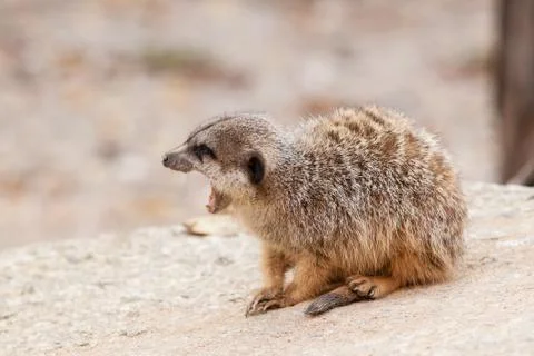 Meerkat Stock Photos