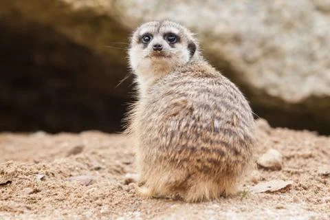 Meerkat Stock Photos