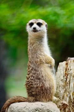 Meerkat Stock Photos
