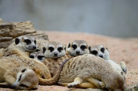 Meerkat Stock Photos