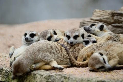 Meerkat Stock Photos