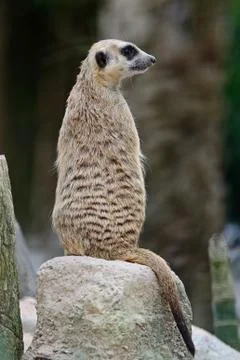 Meerkat Stock Photos