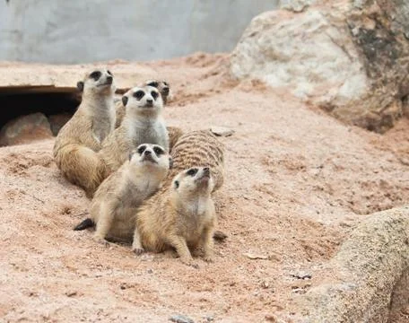 Meerkat Stock Photos