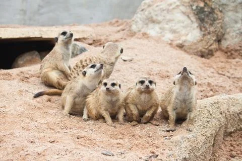 Meerkat Foto stock