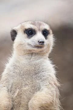 Meerkat Stock Photos