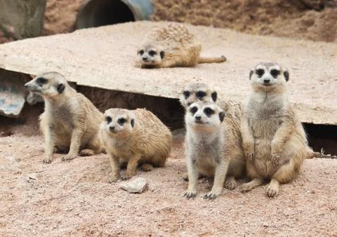 Meerkat Stock Photos