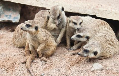 Meerkat Foto stock