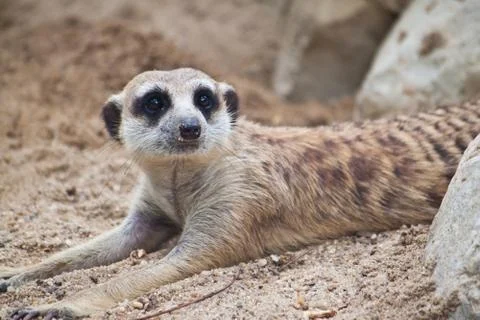 Meerkat Stock Photos