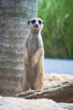 Meerkat Stock Photos