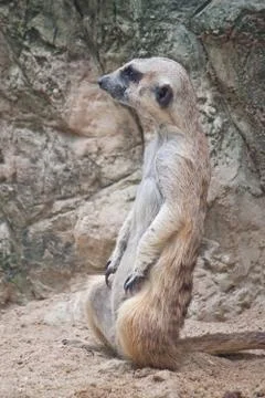Meerkat Stock Photos