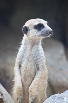 Meerkat Stock Photos
