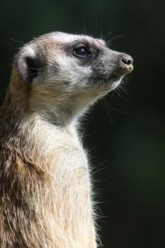 Meerkat Stock Photos